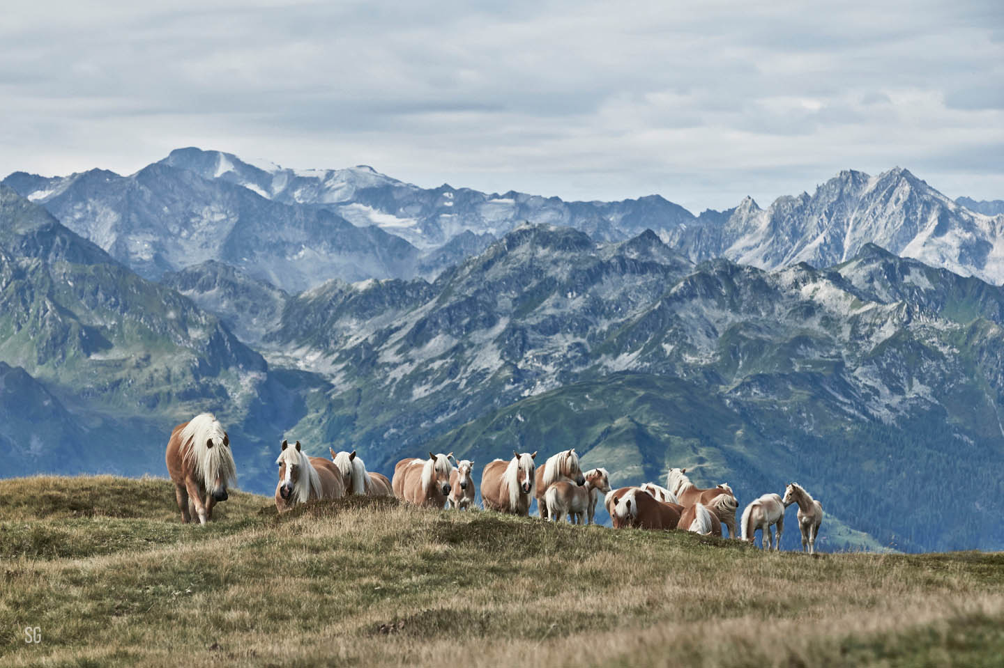 Haflinger Hochalm